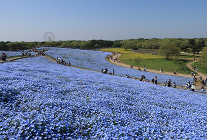 観光レジャー/国営ひたち海浜公園(車27分)|合宿免許スクール