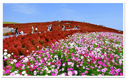 茨城県の合宿免許教習所一覧